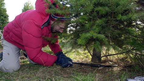 Where to cut-your-own Christmas tree in the Capital Region